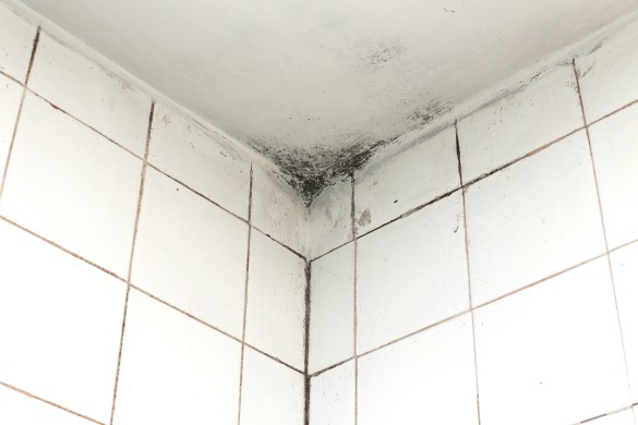 Types of Bathroom Mold